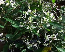 Image result for Euphorbia graminea