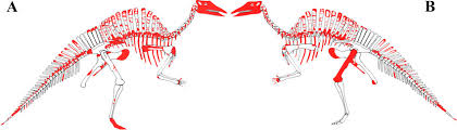 Ouranosaurus similarities and differences to iguanodon although initially classed as an iguanodontid dinosaur,‭ ‬subsequent studies of ouranosaurus fossils have revealed it to be a form of basal. Msnve 3714 Ouranosaurus Nigeriensis Original And Reconstructed Parts Download Scientific Diagram