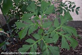 Image result for Anchomanes