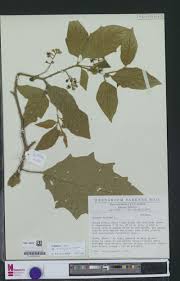 Image result for Achyrospermum schimperi