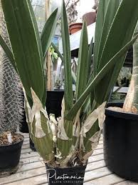 Image result for Eulophia leachii