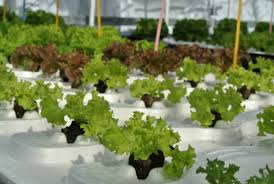 So, the plants won't have a deficiency of nutrients. Lettuce In A Hydroponic System 100 Organic Nutrients