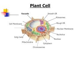 Describe the differences in structure between typical the outermost layer of plant cells is the cell wall. Plant And Animal Cell Organelles And Functions Ppt Video Online Download