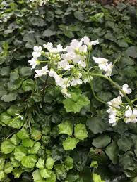 Image result for Cardamine