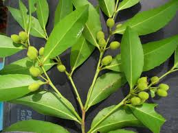 Image result for Putranjivaceae