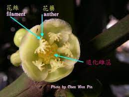 pin on flower plants