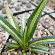 Image result for Agave sisalana