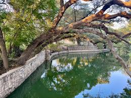 Image result for Brackenridgea