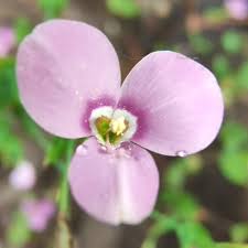 Image result for Canscora diffusa