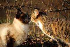 Do Siamese Cats Get Along With Other Cats - Siamese Cat Breeder