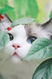 Pin By Abdullah Al Rafi On M O O D Pretty Cats Cute Cats Kittens Cutest
