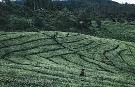 Check spelling or type a new query. 8 Spot Foto Kebun Teh Rancabali Ciwidey Harga Tiket 2021 1