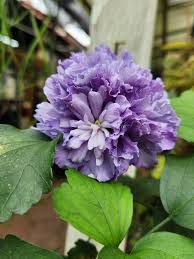 Image result for Hibiscus syriacus Violet Clair Double