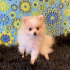 Check spelling or type a new query. Peaches Cream Pomeranian Puppy 633093 Puppyspot