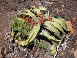 Top 10 Most Endangered Plants On Earth Topteny Com Endangered Plants Amazing Flowers Plants