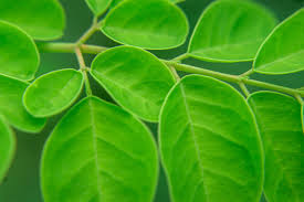 Image result for Moringa