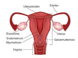 Der Uterus Ist Ein Hohlorgan Mit Einem Dreischichtigen Wandaufbau Endometrium Myometrium Und Perimetrium