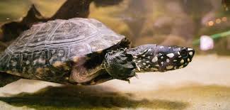 A little obsessed with the bachelor franchise. Black Spotted Turtle The Black Spotted Turtle Geoclemys Hamiltoni Was Named After The Scottish Ichthyologist Franc Spotted Turtle Turtle Black Spot