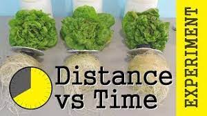 Photoperiod Vs Intensity Ppfd Dli Experiment Hydroponic Lettuce Led Lights Youtube