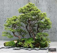 During the growing season this bonsai constantly rotates. Ulmus Parvifolia Seiju Wikipedia