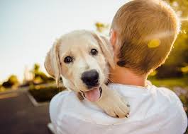 Golden retrievers are known for their loyalty, energy and pleasant dispositions. 10 Essential Puppy Training Tips You Need To Know