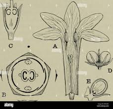 Image result for Oleaceae