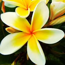 Yellow Frangipani Flowers Macro Plumeria Frangipani Essential Oils