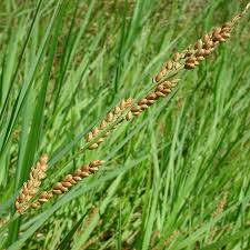 Image result for Mimusops obtusifolia