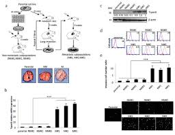 Khi đàn ông thật lòng yêu thương ai, anh ấy sẽ không toan tính chuyện tiền bạc với người đó. Cancers Special Issue Cell Motility And Cancer