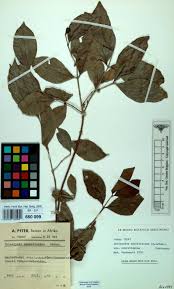 Image result for Tarenna pavettoides