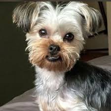 MALIBU COAST ANIMAL HOSPITAL