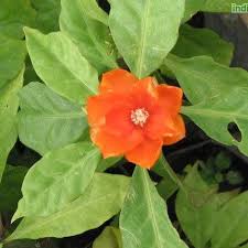 Image result for Pereskia