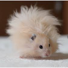 Signs of wet tail are wetness in the tail area from diarrhea, inactivity, poor appetite and an unkempt coat. Long Haired Teddy Bear Hamsters Ibay