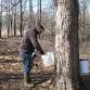Maple Syrup Saturday 2025