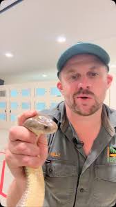 Does Venom have a odour?, Venom for Anti-Venom., ., ., ., ., ., ., ., ., .,  #venom #venomous #snake #reptile #australianreptilepark #australia  #antivenom