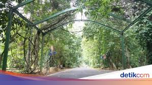 Jika ingin berfoto yang instagramable. Kebun Raya Bogor Dan Kebun Raya Cibodas Kembali Buka 7 Juli