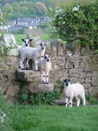 Bildergebnis Fur Shropshire Schafe Obstgarten Schafe Susseste Haustiere Schafrassen