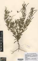 Image result for Monsonia angustifolia