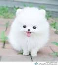 Pomeranian Puppies For Sale - AKC PuppyFinder