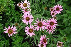 Tennessee State Wild Flower Tennessee Echinacea Echinacea Tennesseensis Echinacea Wild Flowers Flowers