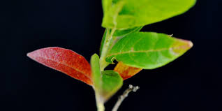 Image result for Combretum erythrophyllum