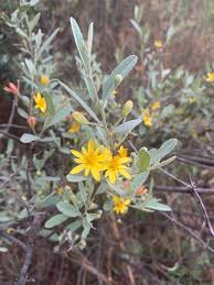 Image result for Grewia flava