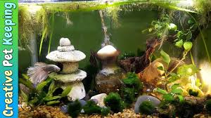 5 5 Gallon Betta Fish Tank Simple Low Light Aquascape Betta Fish Tank Betta Fish Aquascape