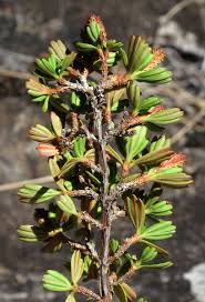 Image result for Myrothamnaceae