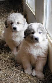 6 Best Loyal Hardworking Farm Dog Breeds Dogtime Great Pyrenees Puppy Cute Animals Pyrenees Puppies