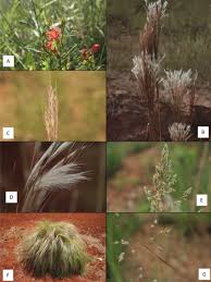 Image result for Andropogon lima