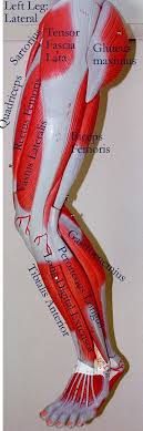 Muscles Anatomy Physiology Health Fitness Training Muscle Bone Leg Human Anatomy And Physiology Medical Anatomy Anatomy And Physiology