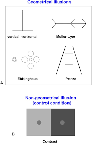That all people perceived these lines in the same way. Perceptual Similarity And The Neural Correlates Of Geometrical Illusions In Human Brain Structure Scientific Reports