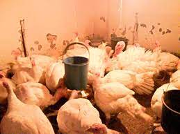 Laptele fierbinte il turnam putin cate putin si amestecam pana obtinem o crema mai tare. Curcani De Carne Gabriel77