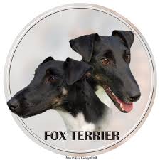 Image result for foxteriér hladkosrstý